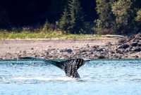 Icy Strait Point: Majestic Whale Encounters