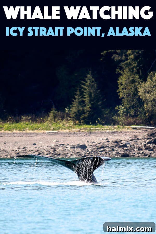 whale tail coming out of water