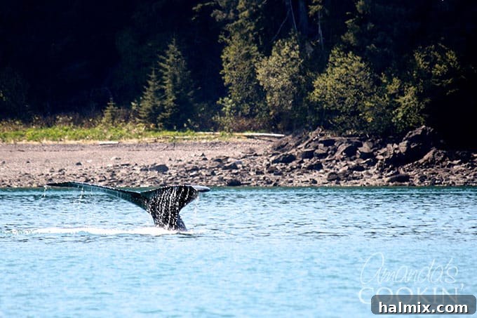 tail of a whale poking out of water