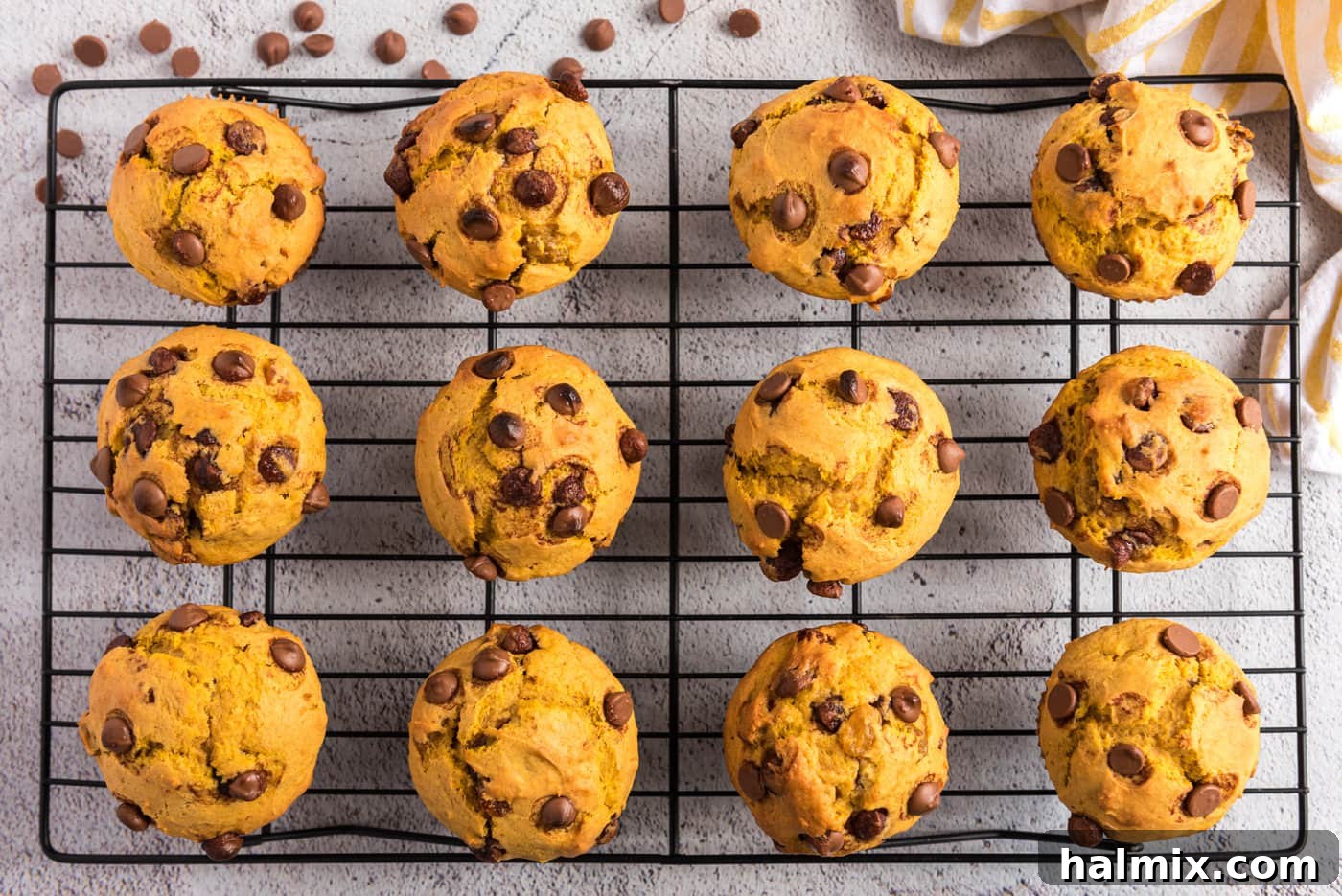 Harvest Pumpkin Chocolate Chip Muffins 19 chocolate chip pumpkin muffins on a wire cooling rack