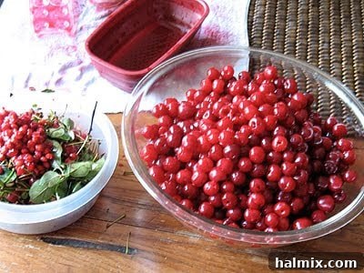 bow of fresh cherries