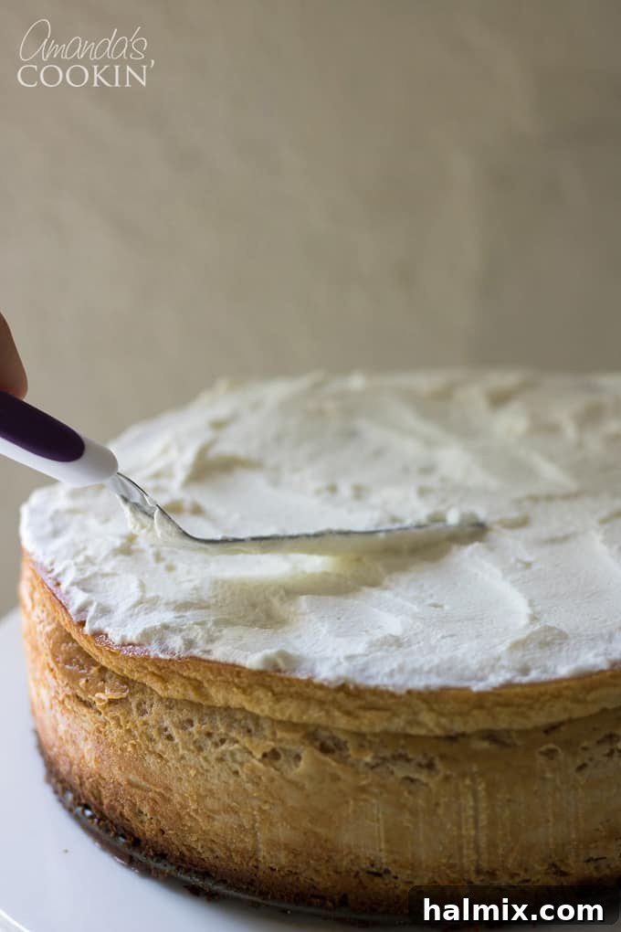 How to make Tiramisu Cheesecake: Dusting cocoa powder over the top