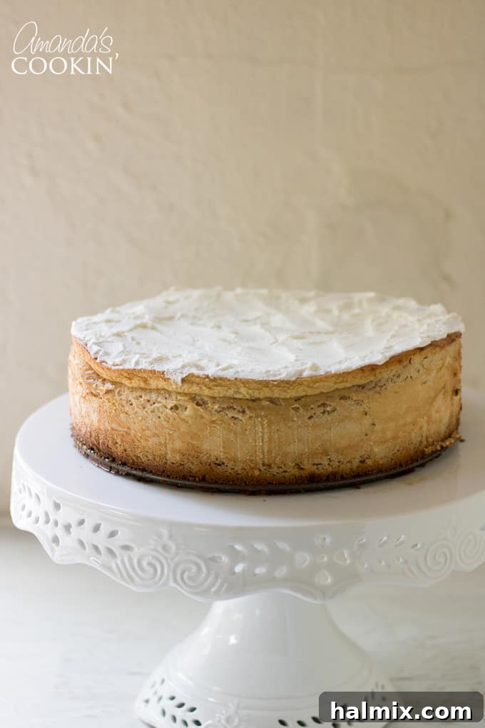 Tiramisu Cheesecake beautifully dusted with cocoa powder