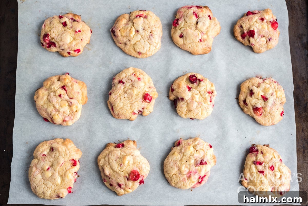 Freshly baked White Chocolate Cranberry Cookies on a cookie sheet, golden and delicious.