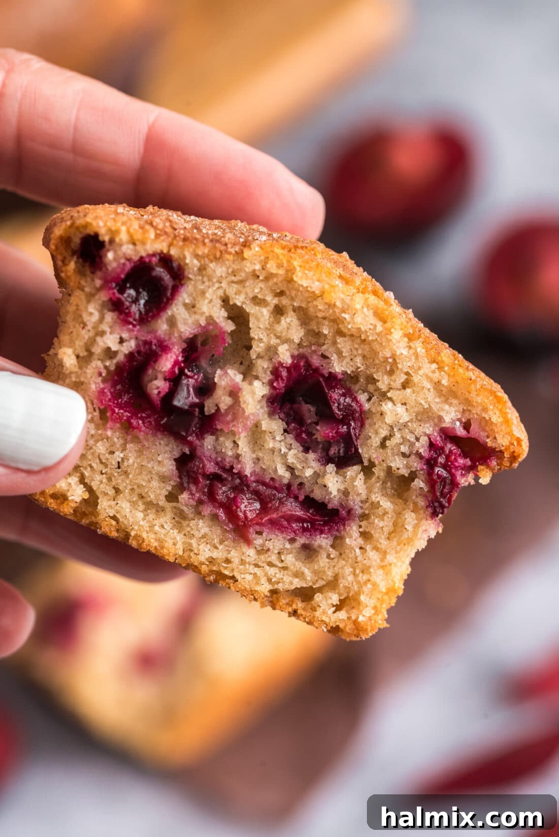 Golden Sugar Plum Muffins 3 Close-up of a hand holding half of a Sugar Crusted Plum Muffin, showing the texture and plum pieces.