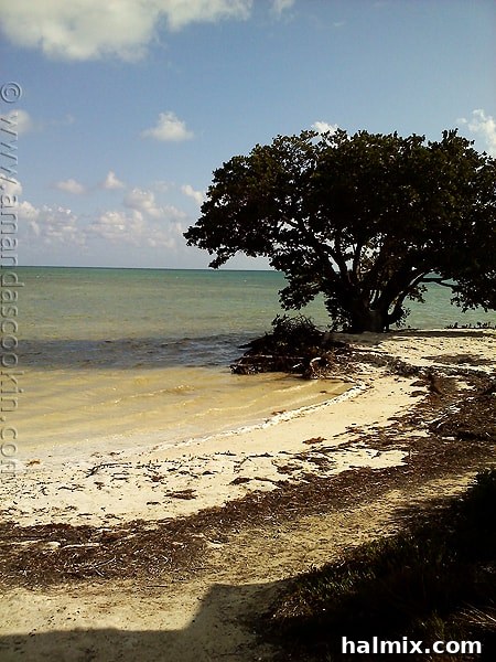 Key West Grilled Chicken Salad A hidden pathway opening to the clear, calm ocean waters