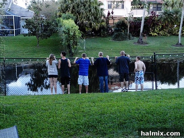 Key West Grilled Chicken Salad Key West Grilled Chicken Salad, a refreshing meal idea
