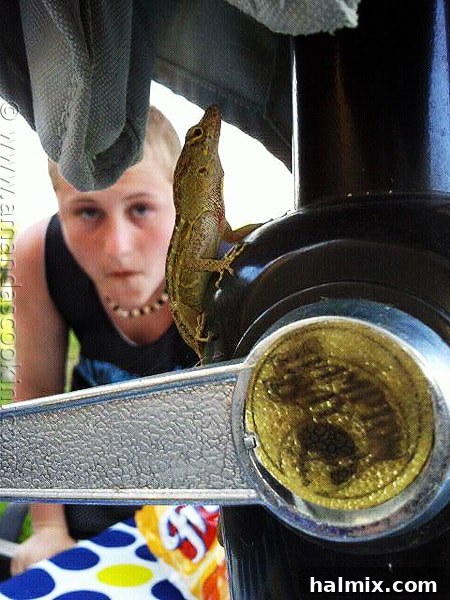 Key West Grilled Chicken Salad A unique photo of a small lizard visiting the backyard