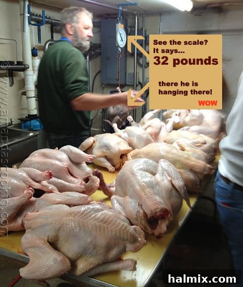 Brining a Turkey Brining a Turkey