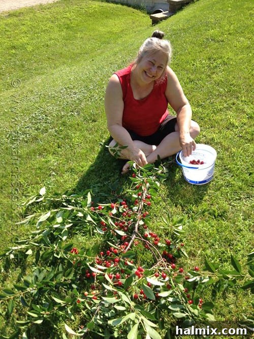 3 Ingredient Cherry Cupcakes by @amandaformaro - AmandasCookin.com