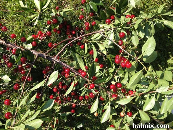 3 Ingredient Cherry Cupcakes by @amandaformaro - AmandasCookin.com